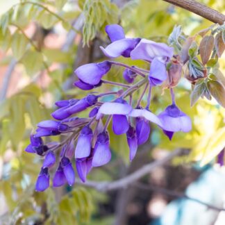 Wisteria Brachybotrys ''Okayama'' - Rare Purple-Violet Japanese Wisteria - Large Specimen Plant 6ft+