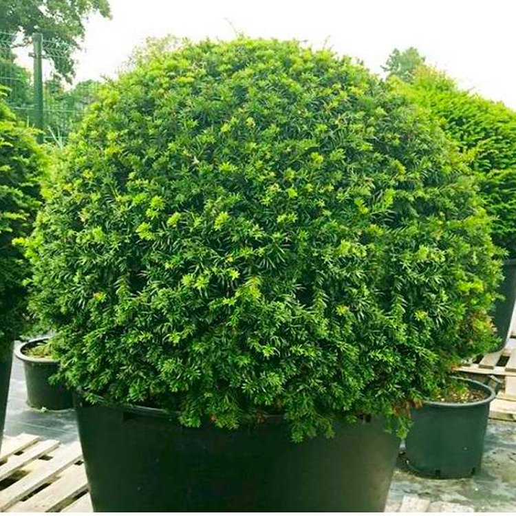 English Yew Topiary Ball - Taxus Baccata - Small