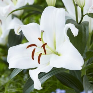 Lilium Oriental Zambesi - Pack of Three Lily Bulbs