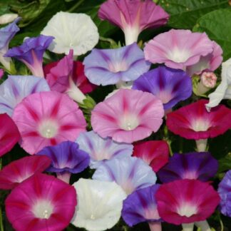Ipomoea 'Lazy Luxe' Mixture - Morning Glory Climbing Vine