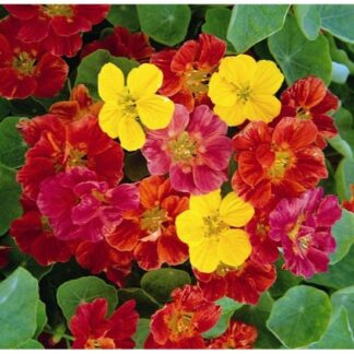 Nasturtium Jewel Mixed