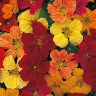 Nasturtium Tom Thumb Mix