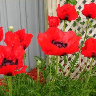 Papaver Orientale Brilliant - Blood Red Oriental Poppy - Pack of Three Plants