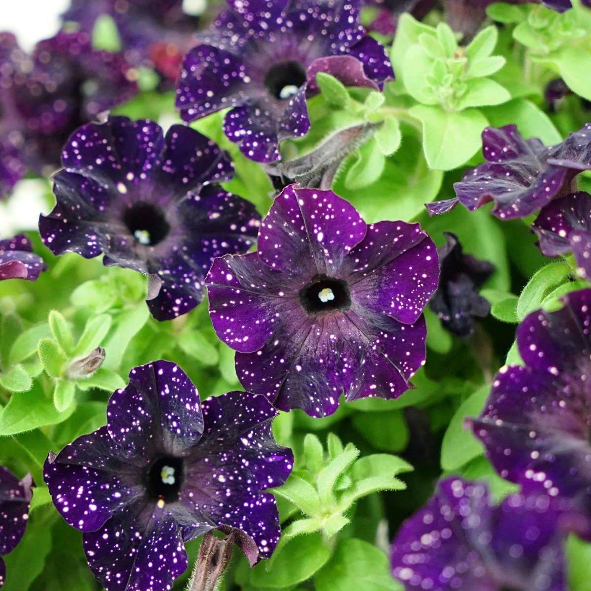 Petunia Mystery Sky in Bud And Bloom