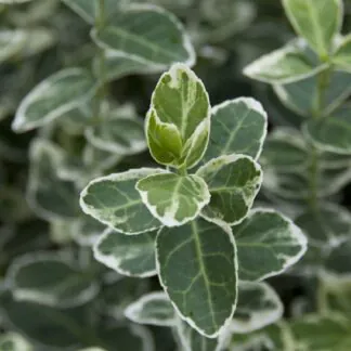 Euonymus Fortunei Emerald Gaiety