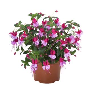 Fuchsia  Ballerina Assemblé - in Bud And Bloom