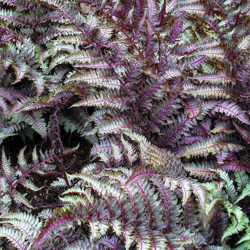 Athyrium Niponicum Pictum Metallicum - Japanese Painted Fern