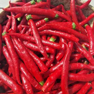 Chilli Pepper Plant 'Mirch Masala'