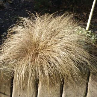 Carex Comans 'Bronco'