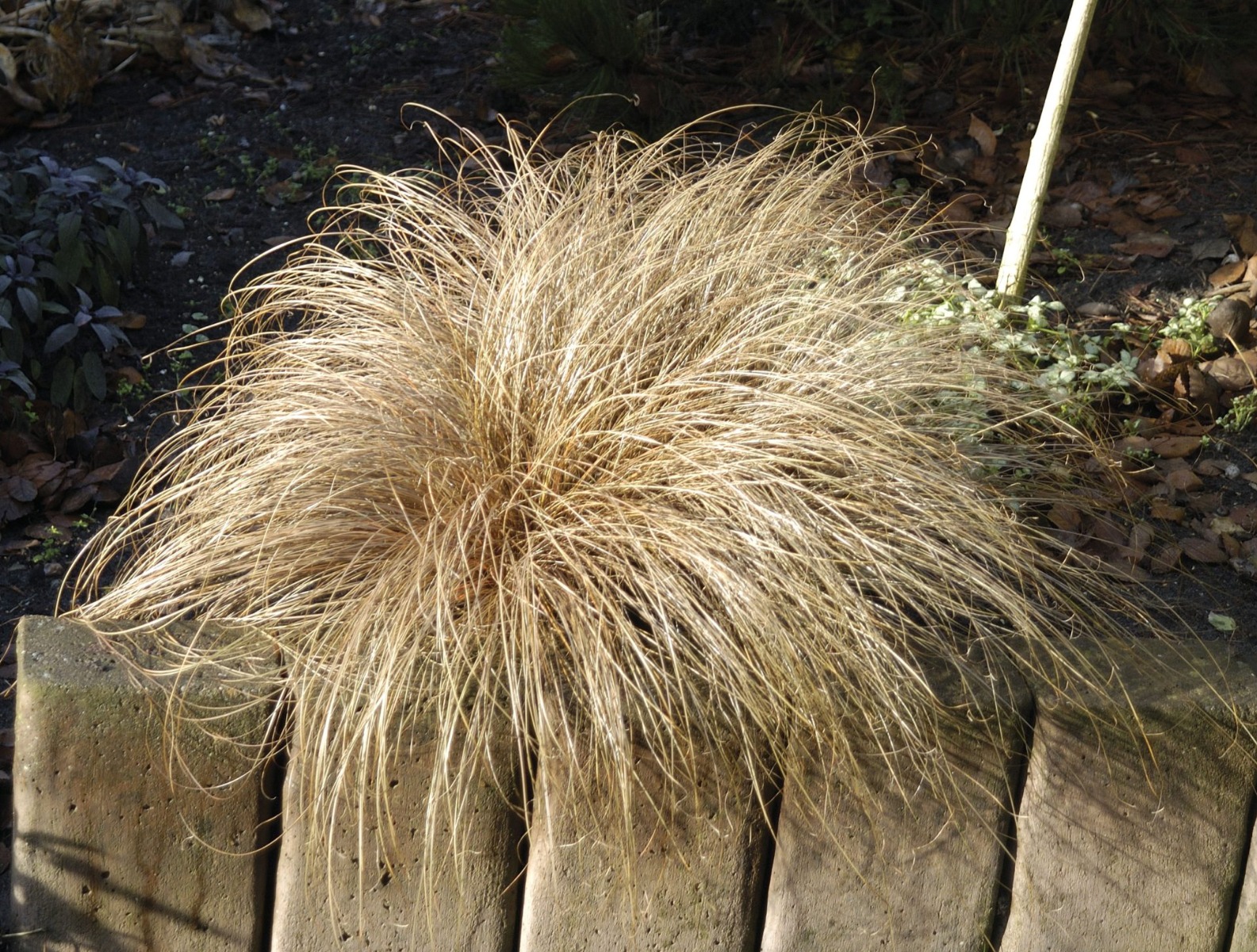 Carex Comans 'Bronco'