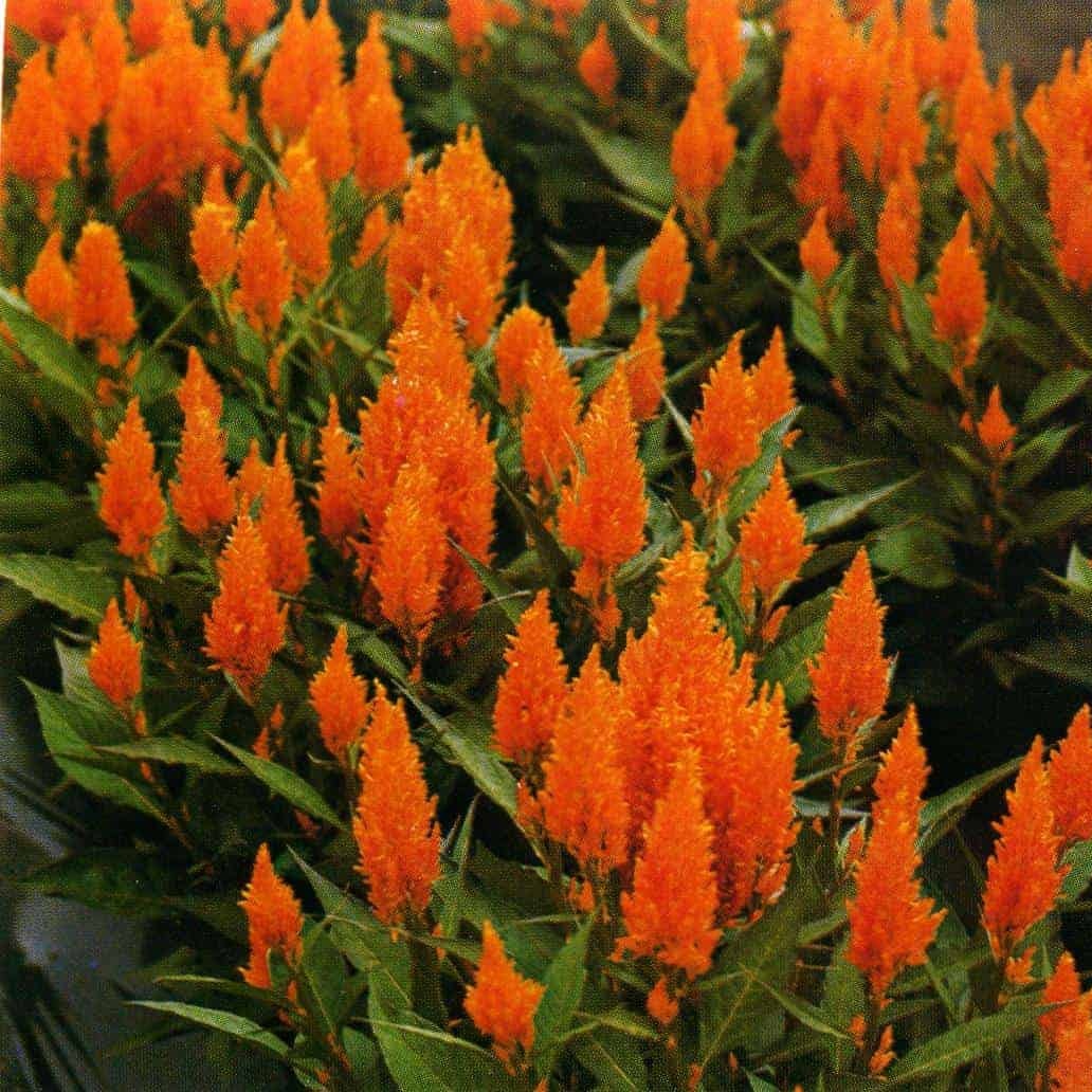 Celosia Plumosa 'Apricot Brandy'
