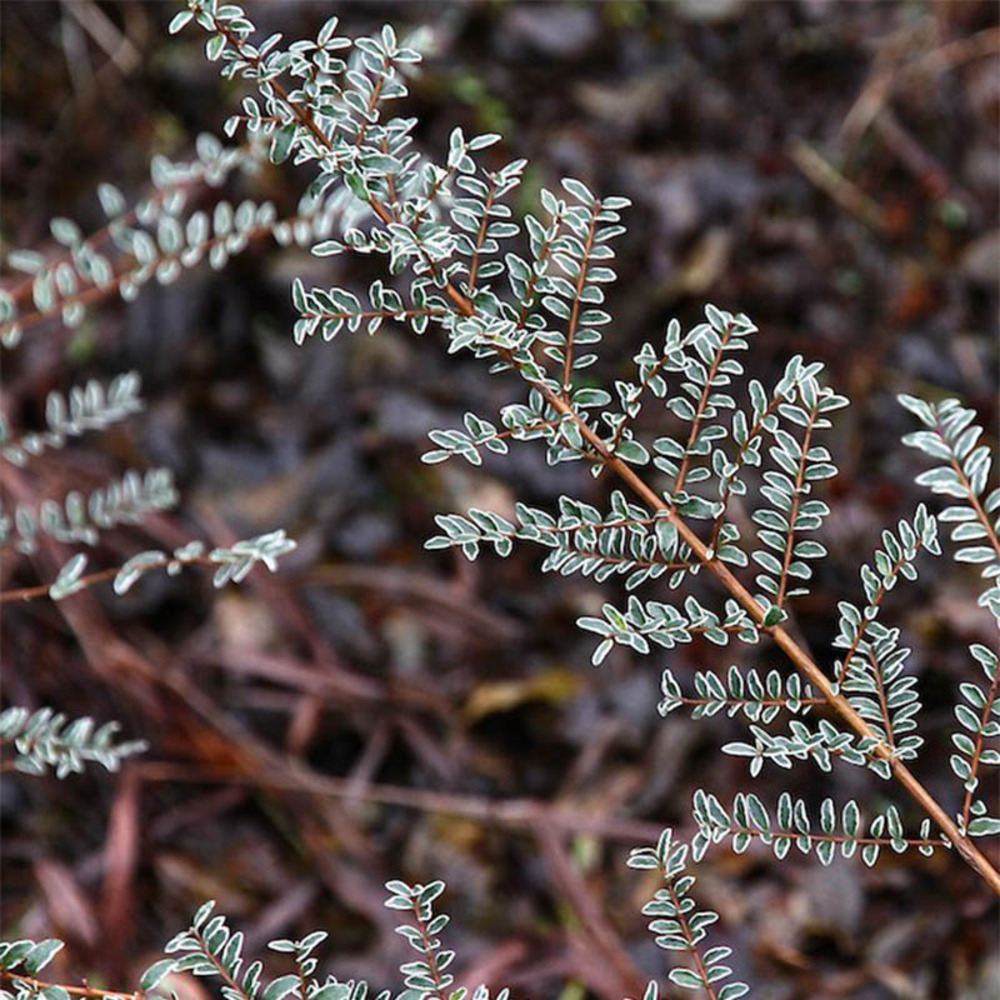 Lonicera Nitida 'Silver Beauty' - Bush Honeysuckle