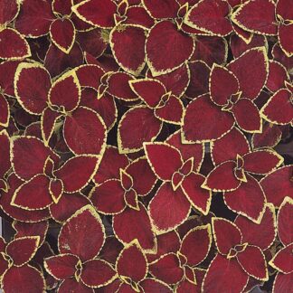 Coleus 'Wizard Scarlet' - Solenostemon Plant