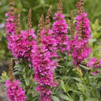 Lythrum Salicaria 'Robert'