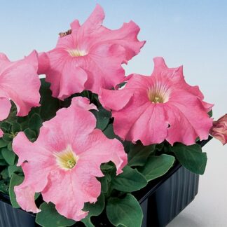 Petunia Tango Salmon