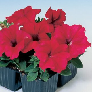 Petunia Tango Red