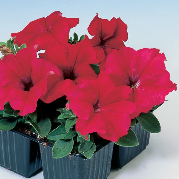 Petunia Tango Red