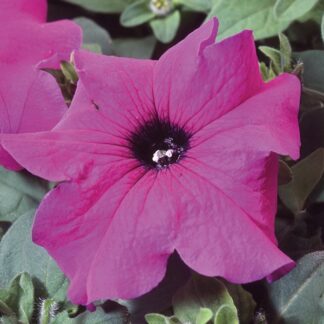 Petunia Tango Violet