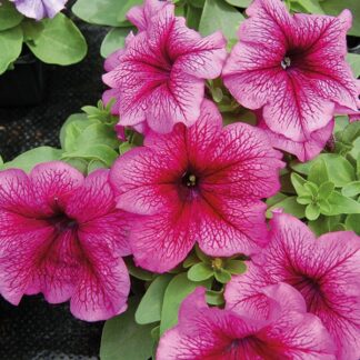 Petunia Tango Plum