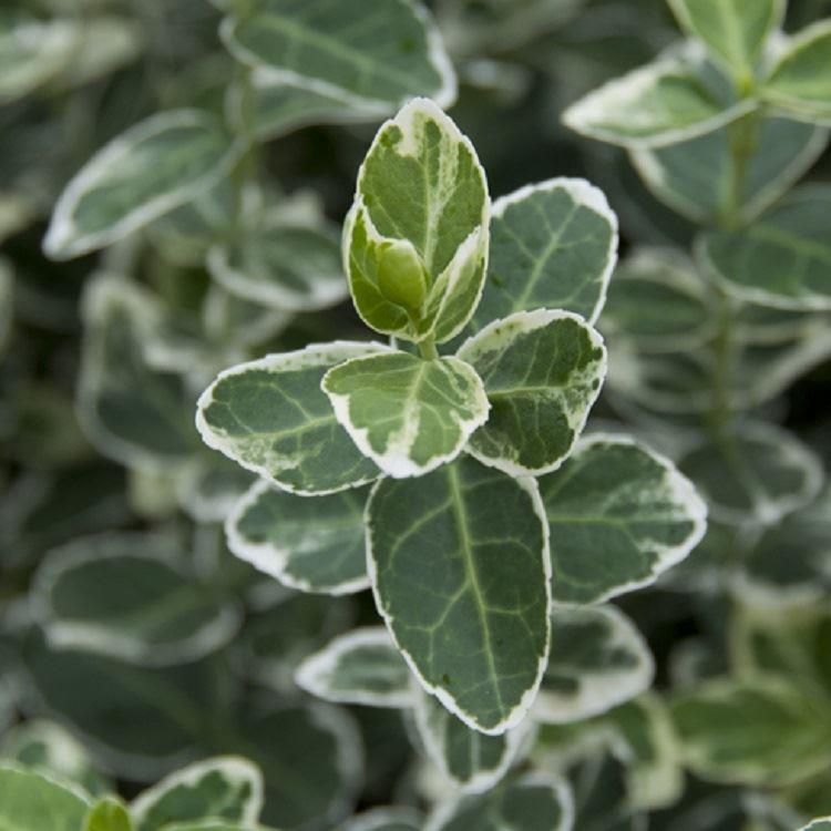 Euonymus Fortunei Emerald Gaiety - Young Plant