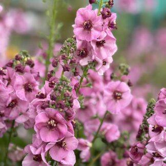 Verbascum 'Lavender Lass'