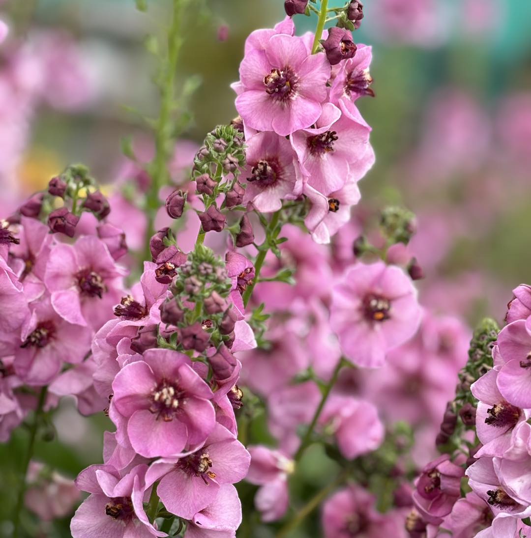 Verbascum 'Lavender Lass'