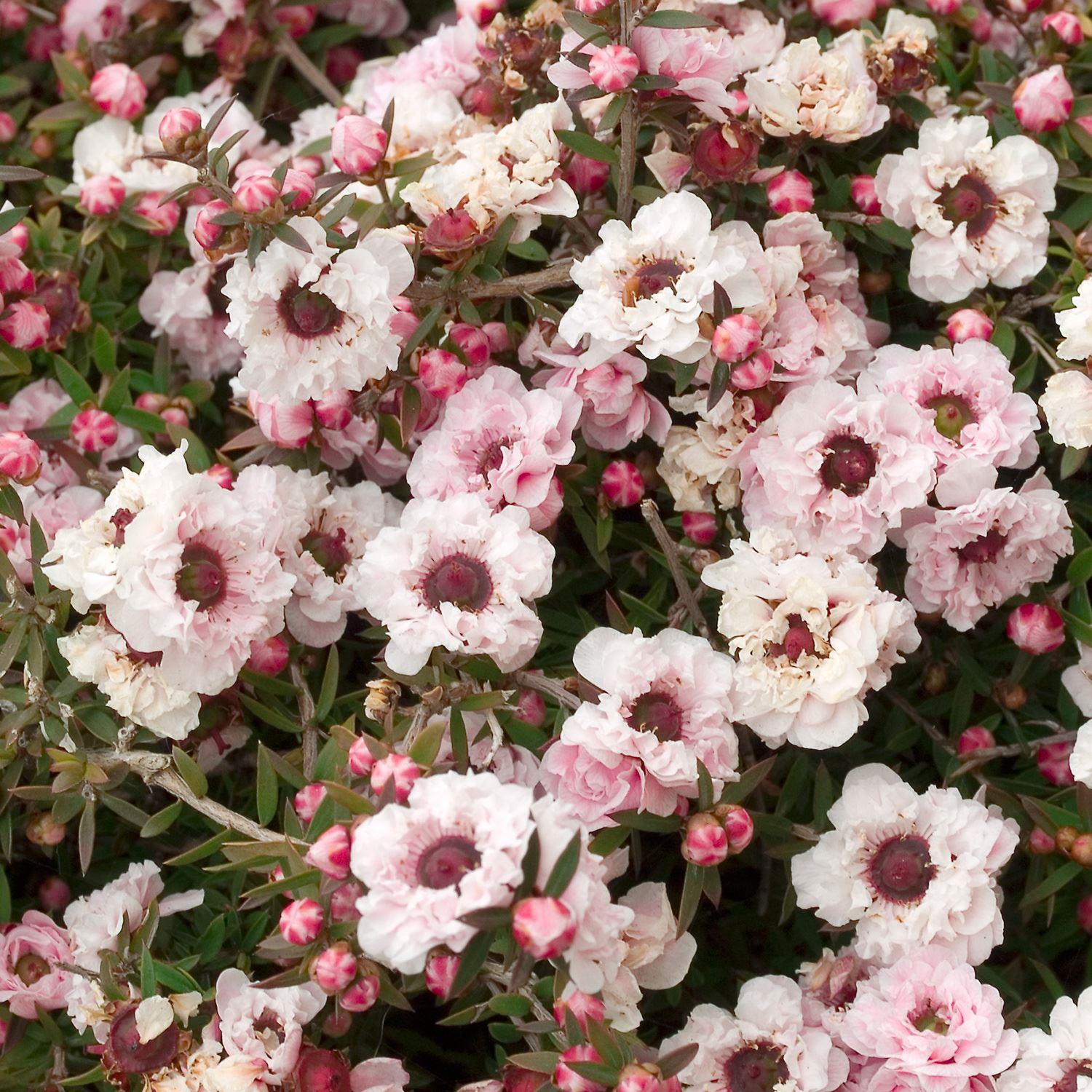 Leptospermum Scoparium 'Apple Blossom' - New Zealand Tea Tree