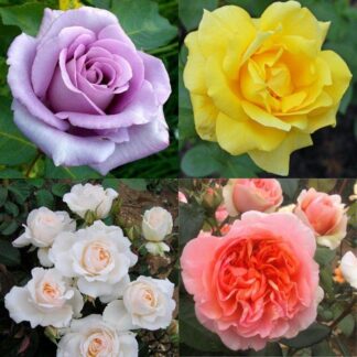 Lucky Dip Roses - Assorted Lost Label Rose Plant