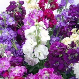 Night Scented Stocks - Matthiola Mammoth Excelsior Mixture - Fragrant Column Stock Plant