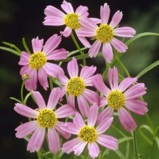 Coreopsis Rosea American Dream