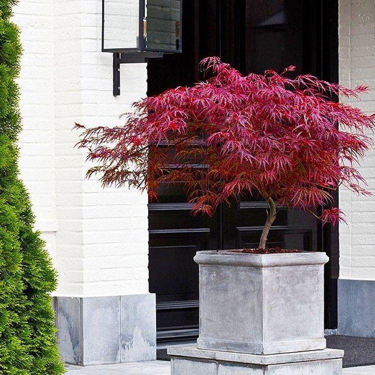 Acer Palmatum Dissectum Firecracker - Japanese Maple