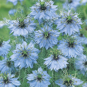 Nigella Damascena Miss Jekyll Sky Blue