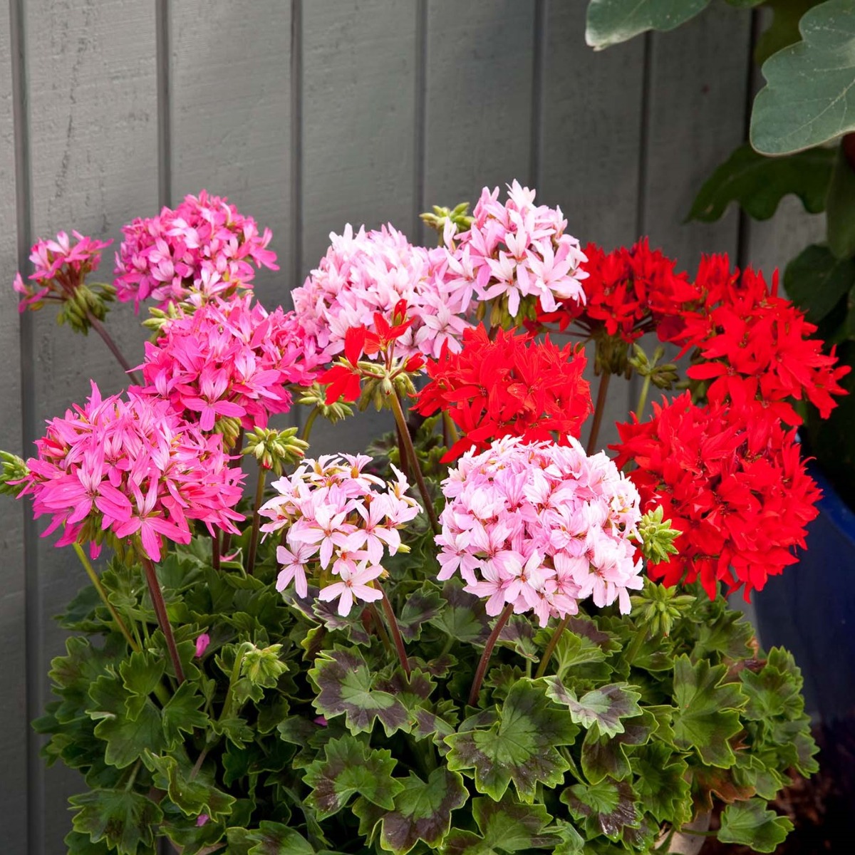 Large Geranium Quantum Mixed - Pelargonium - in Bud & Bloom