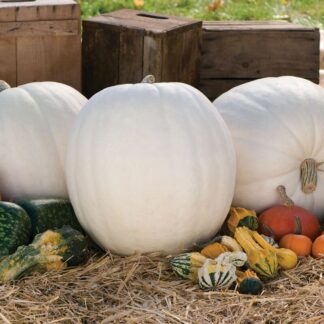 Pumpkin Plant 'Polar Bear'