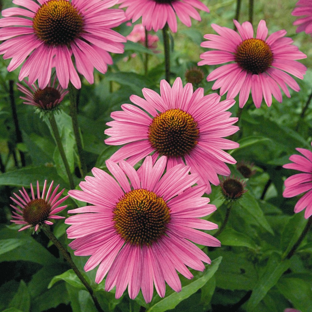 Echinacea Primadonna 'Deep Rose'