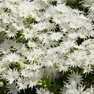 Phlox Drummondii Popstars White