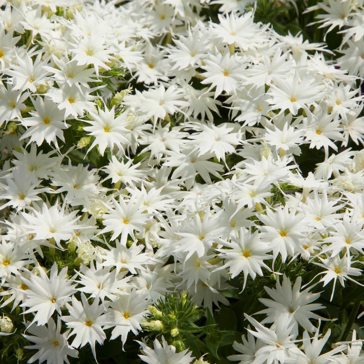 Phlox Drummondii Popstars White