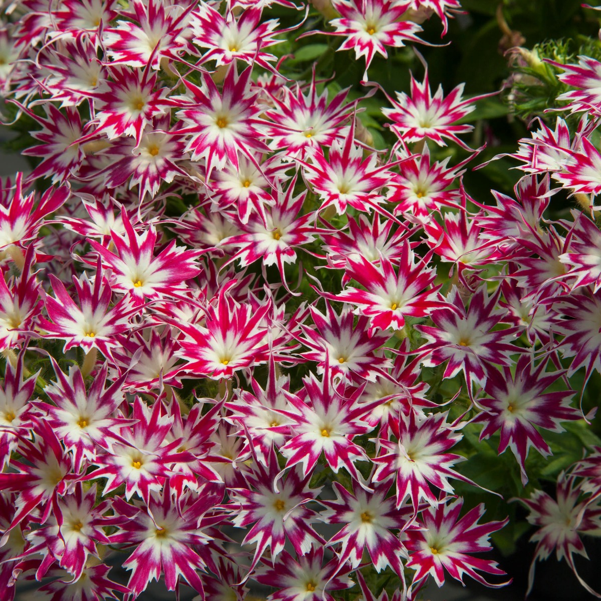 Phlox Drummondii Popstars Rose With Eye