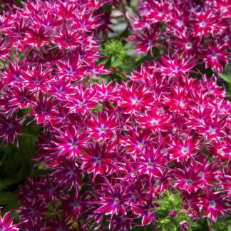 Phlox Drummondii Popstars Purple