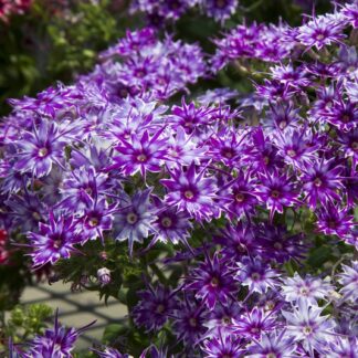 Phlox Drummondii Popstars Blue