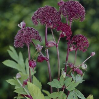 Angelica Gigas - Angelica