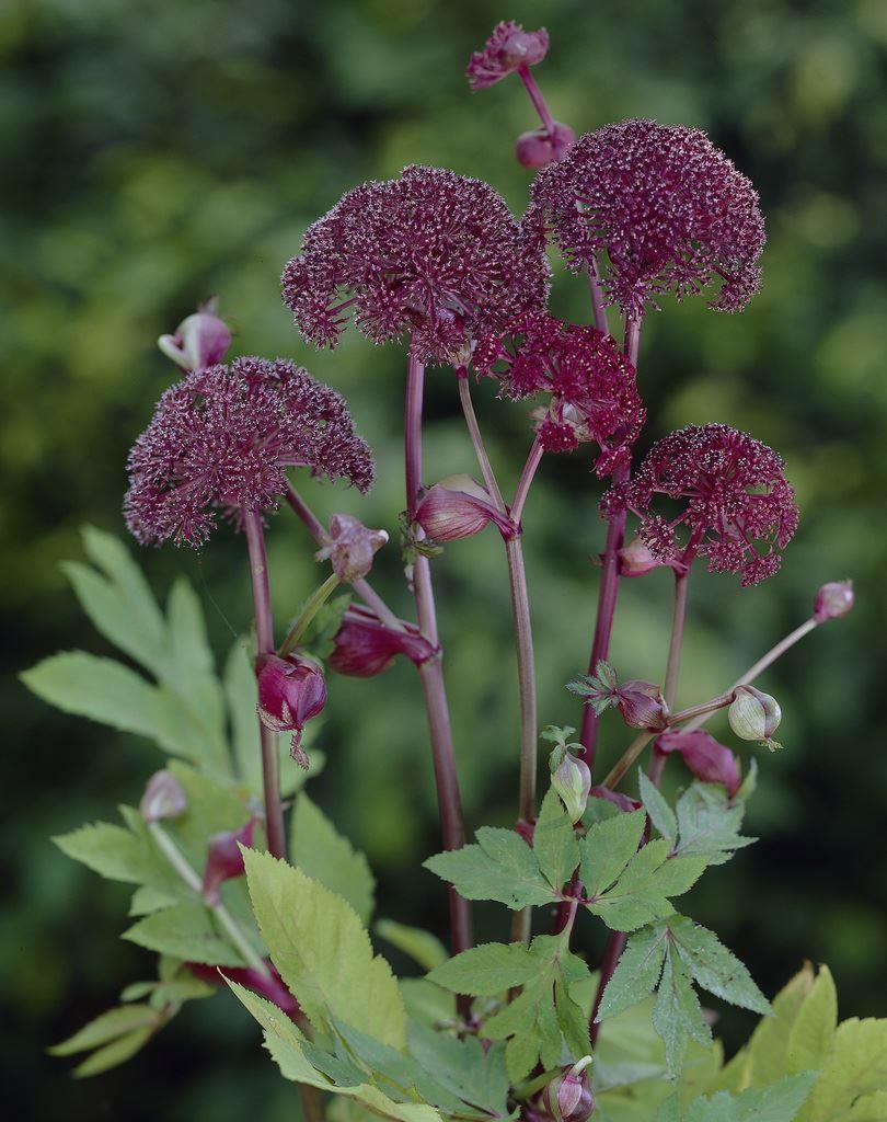 Angelica Gigas - Angelica