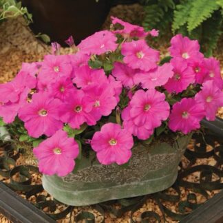 Petunia Multiflora Hurrah Pink