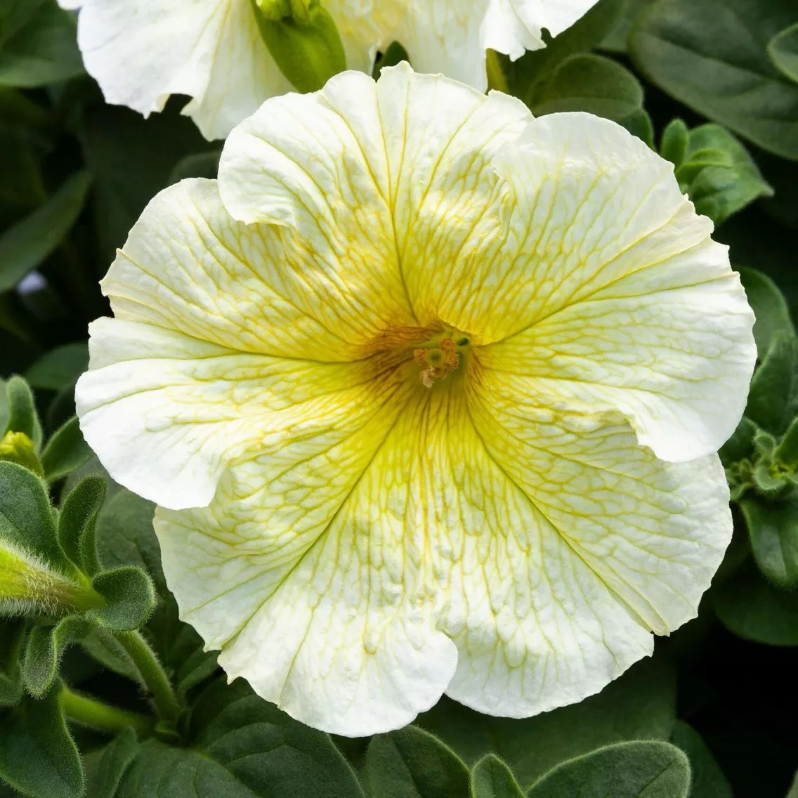 Petunia Grandflora Prism Sunshine