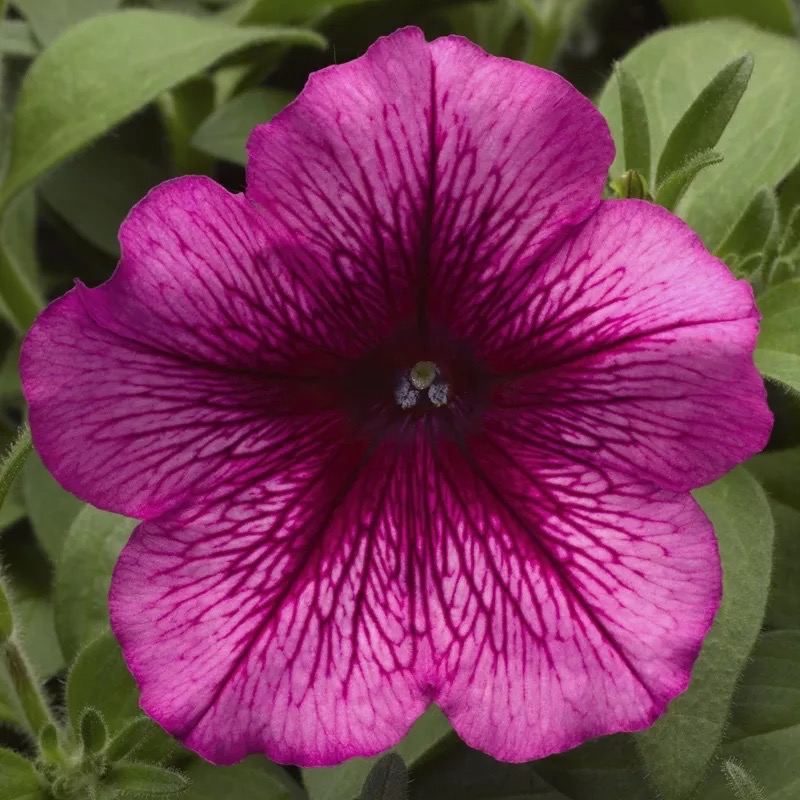 Petunia Multiflora Hurrah Plum