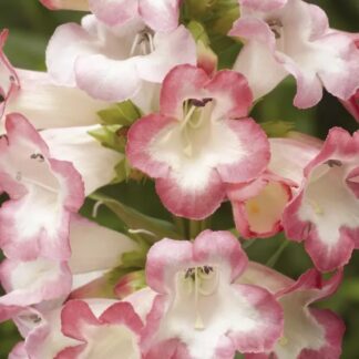 Penstemon 'Arabesque Pink'