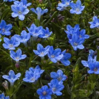 Lithodora Diffusa 'Sky Blue'