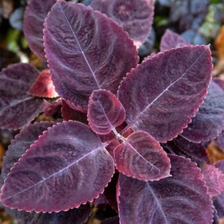Coleus Mezmerize 'Rusty Red' - Solenostemon Plant