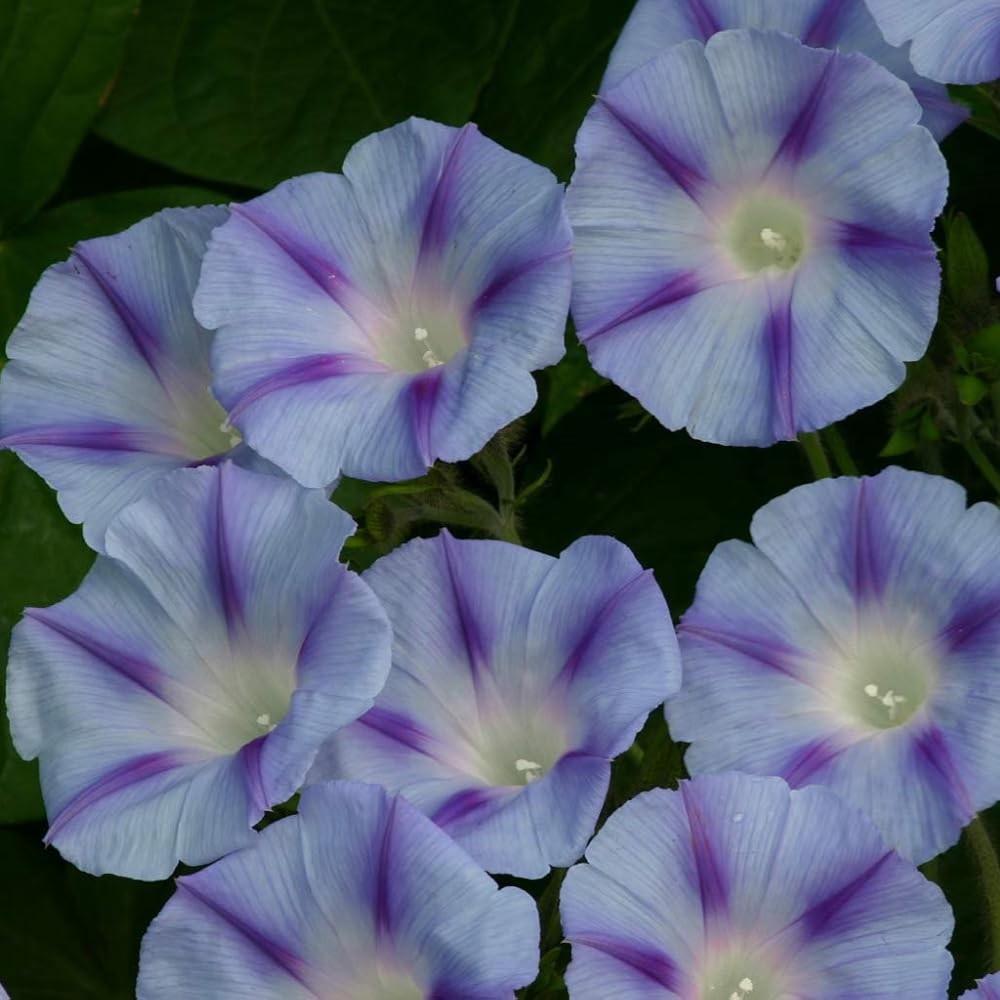 Ipomoea Blue Jay - Morning Glory Climbing Vine
