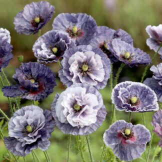 Poppy Plant 'Amazing Grey' - Papaver Rhoeas